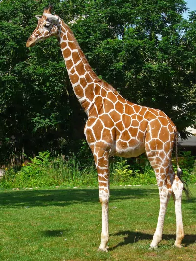 A giraffe.