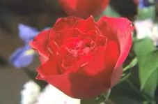 A rose.